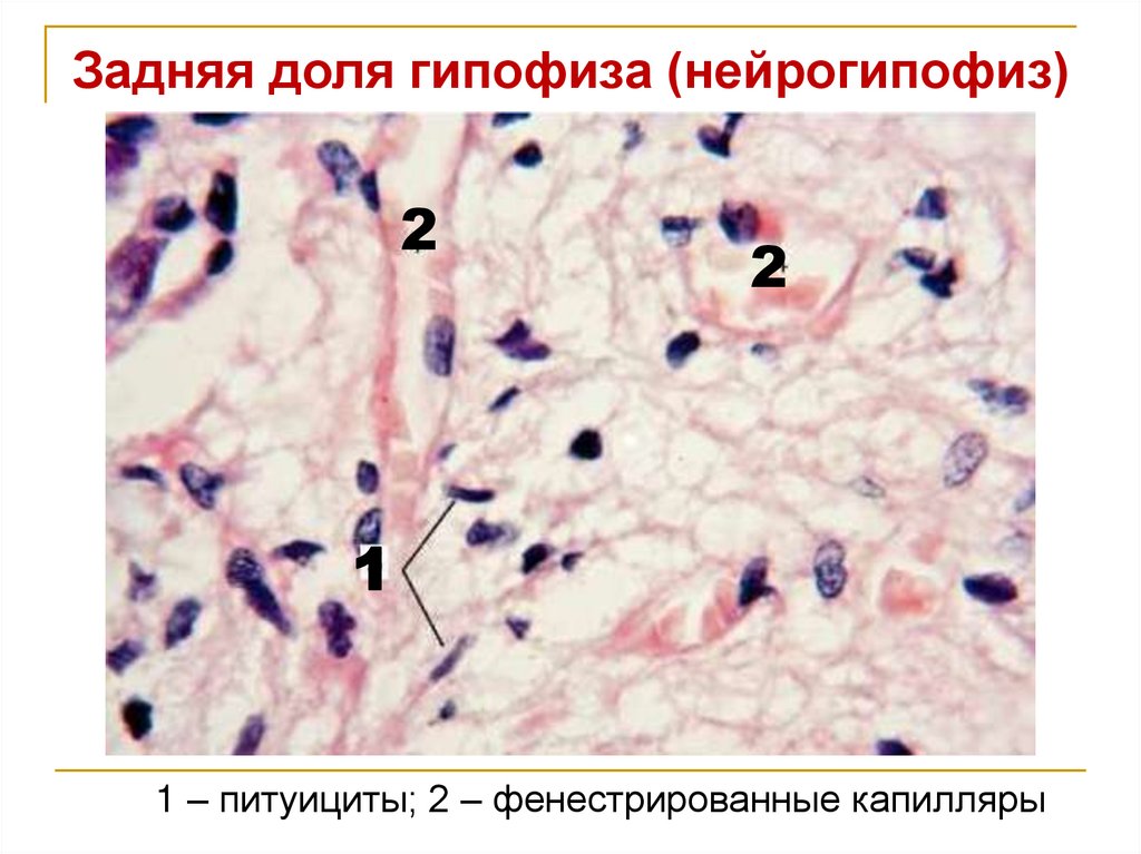 Задняя доля гипофиза (нейрогипофиз)