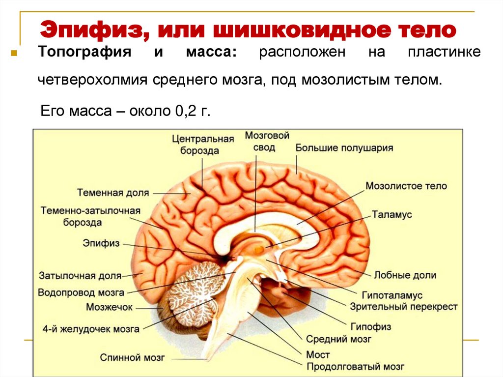 Эпифиз, или шишковидное тело