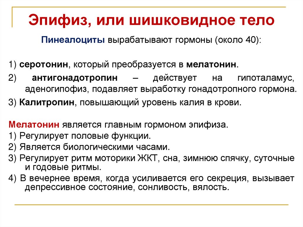 Эпифиз, или шишковидное тело