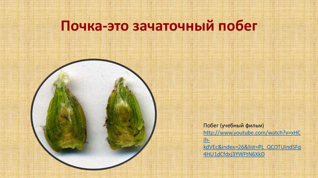 Почка-это зачаточный побег