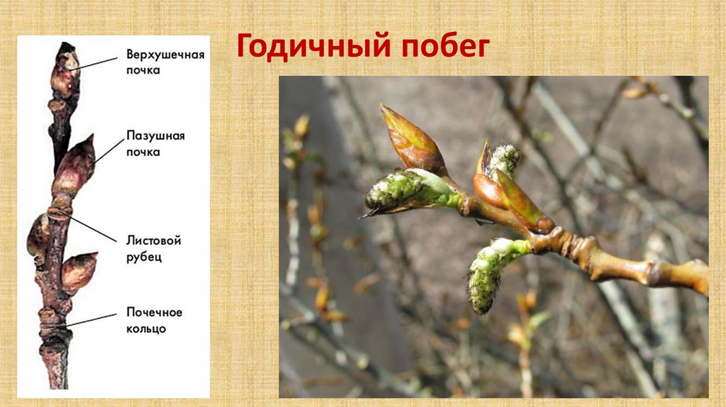 Годичный побег