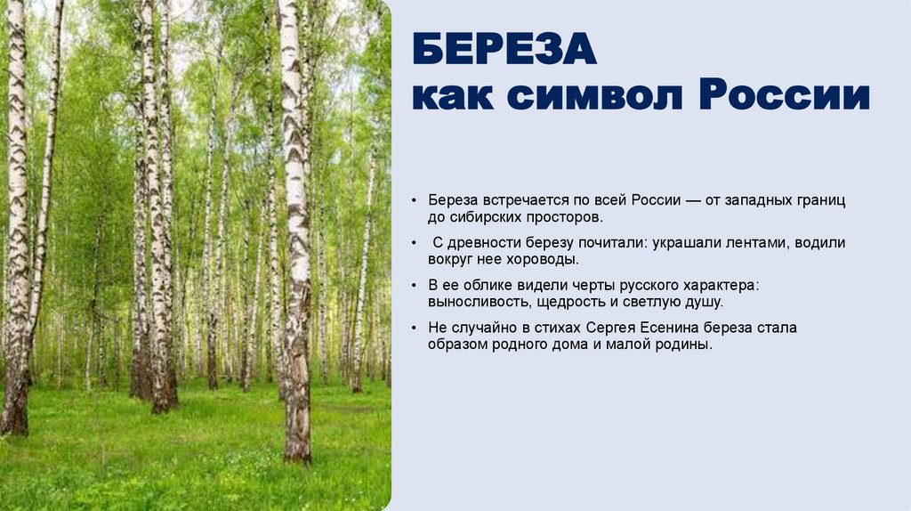 БЕРЕЗА как символ России