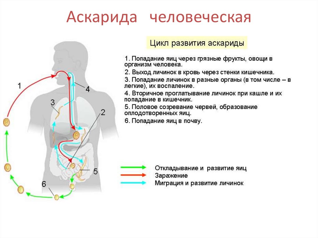 Аскарида человеческая