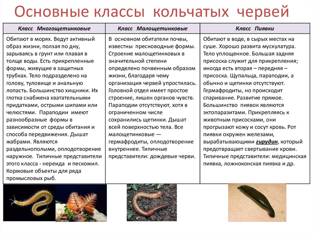 Основные классы кольчатых червей