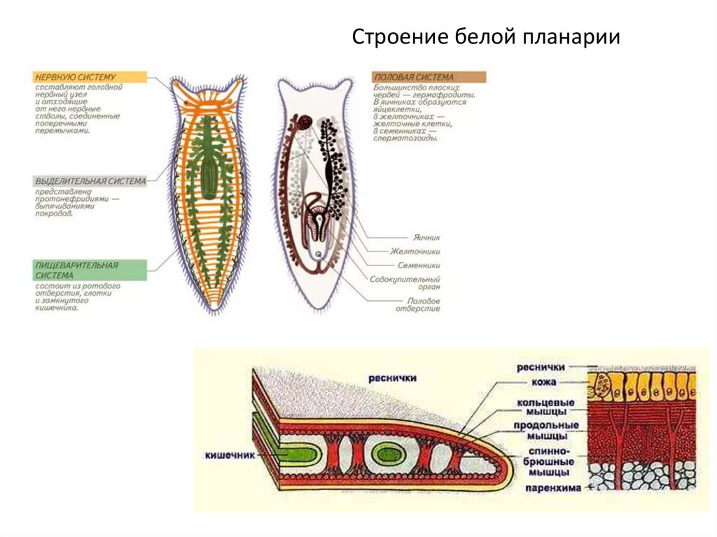Строение белой планарии