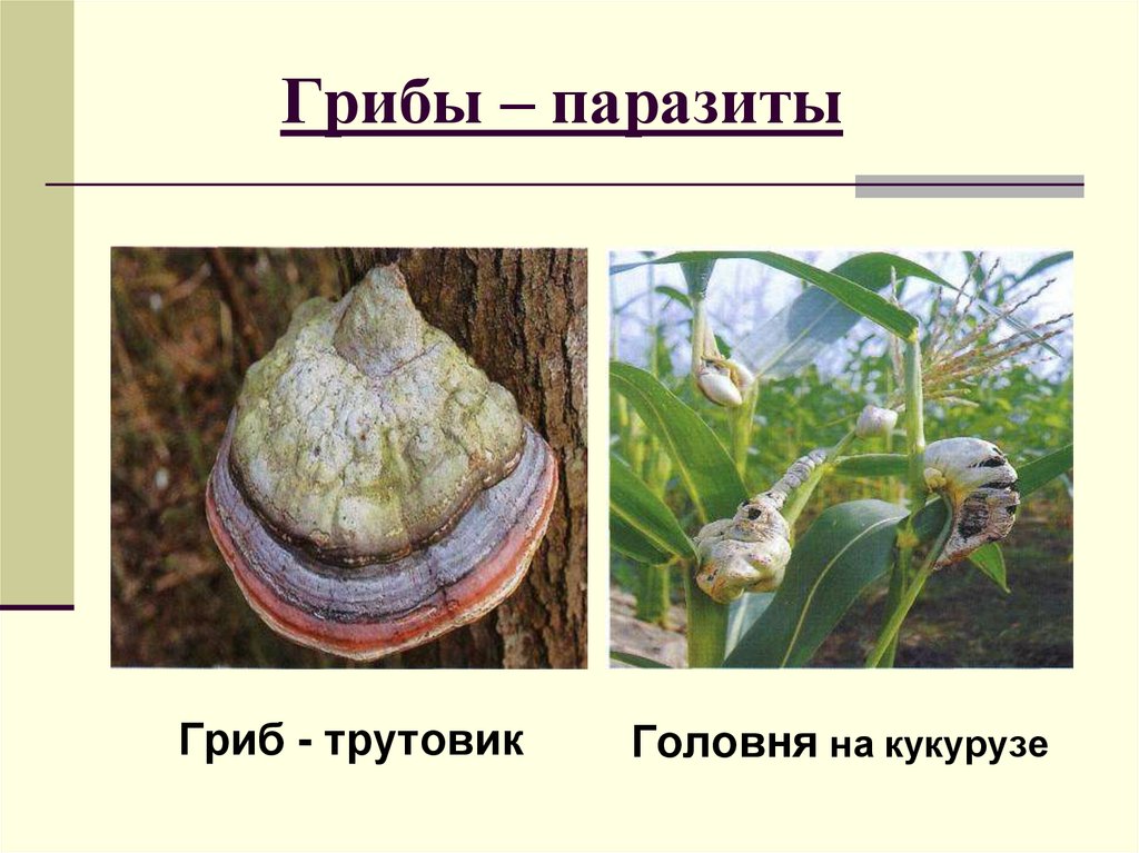 Грибы – паразиты