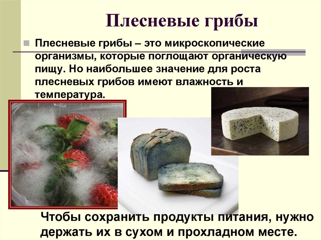 Плесневые грибы