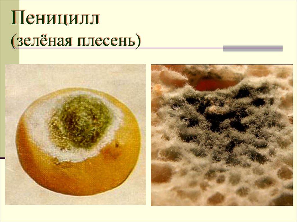 Пеницилл (зелёная плесень)