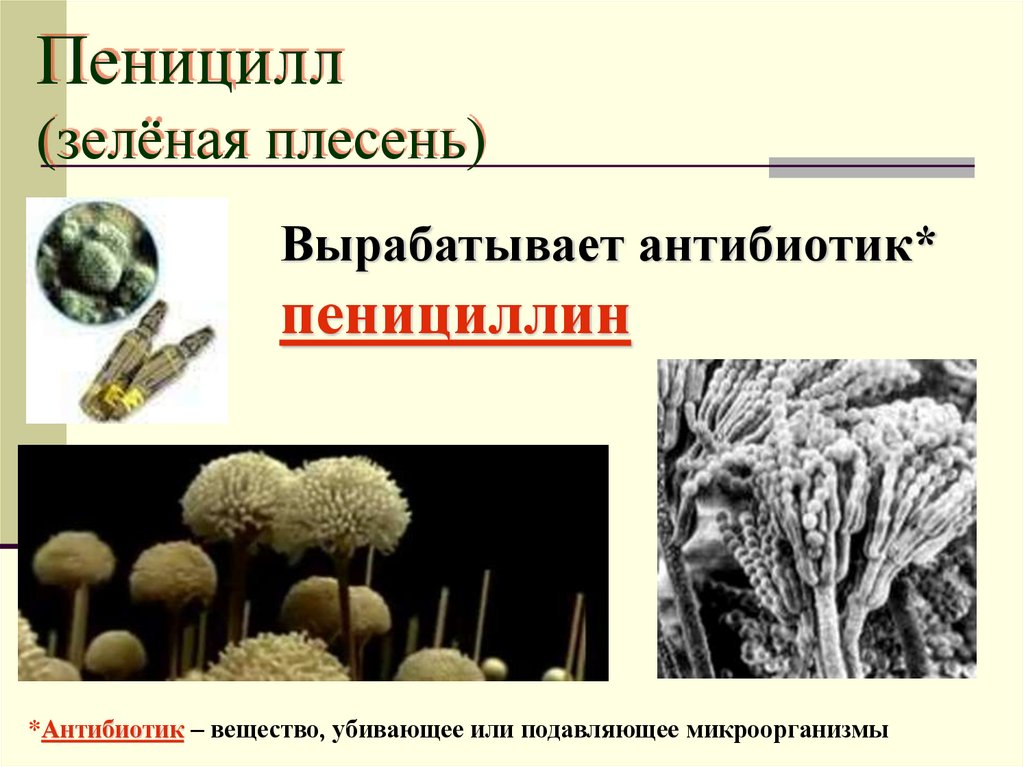 Пеницилл (зелёная плесень)