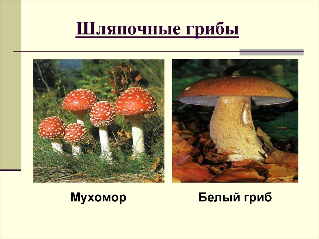 Шляпочные грибы