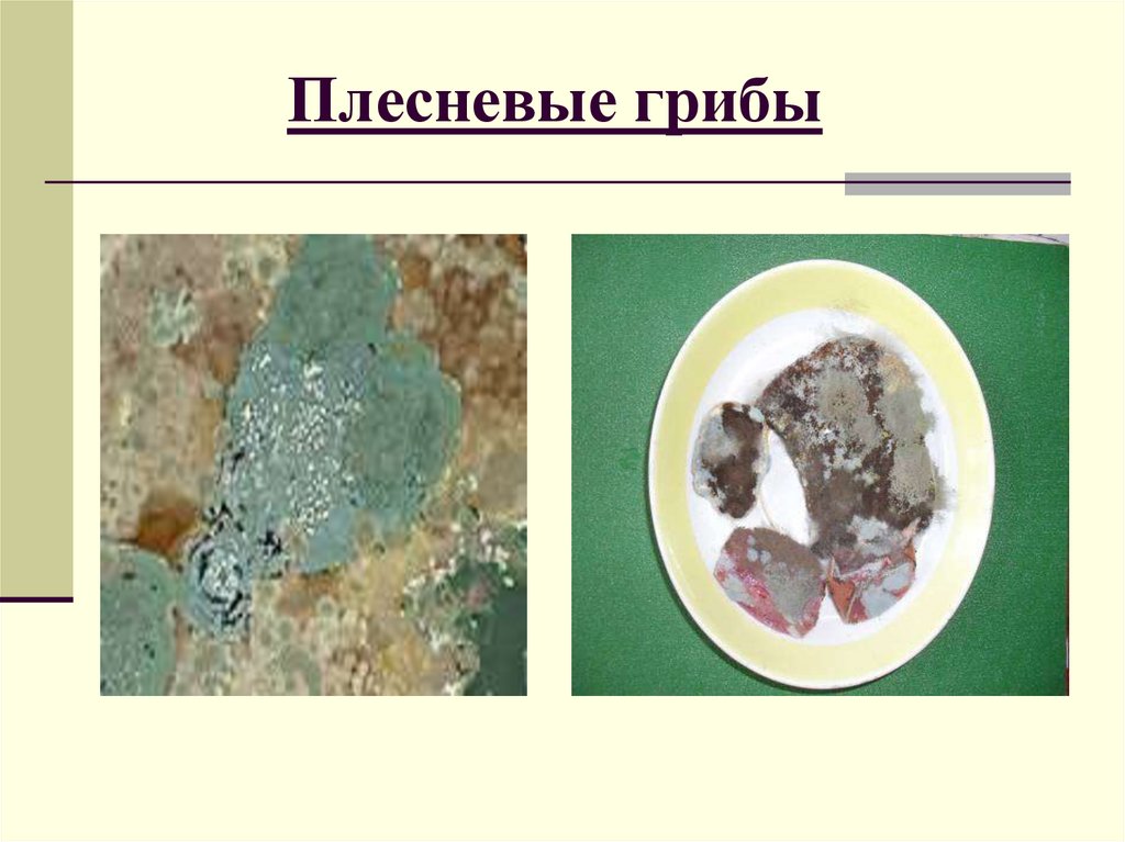 Плесневые грибы