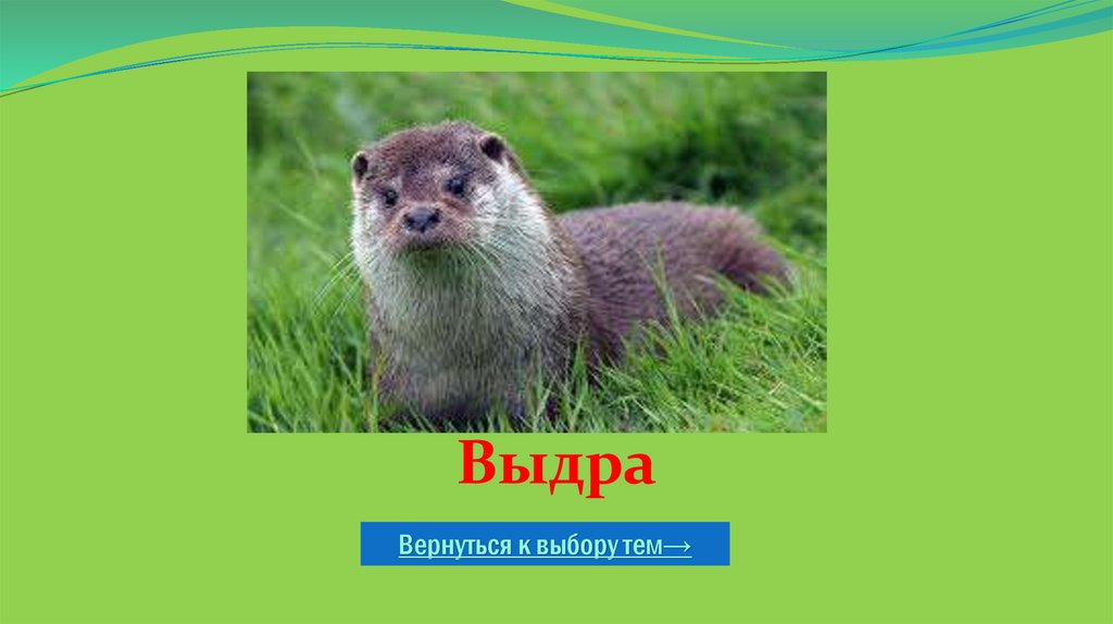 Выдра