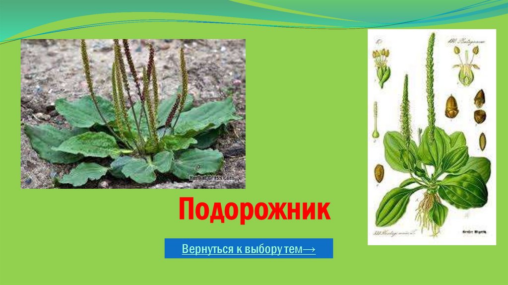 Подорожник