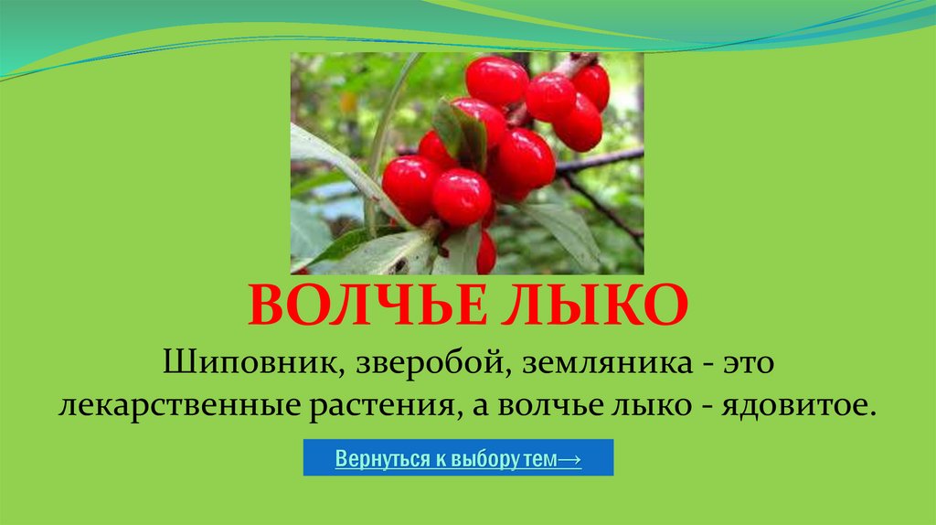 Волчье лыко Шиповник, зверобой, земляника - это лекарственные растения, а волчье лыко - ядовитое.
