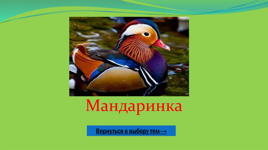 Мандаринка