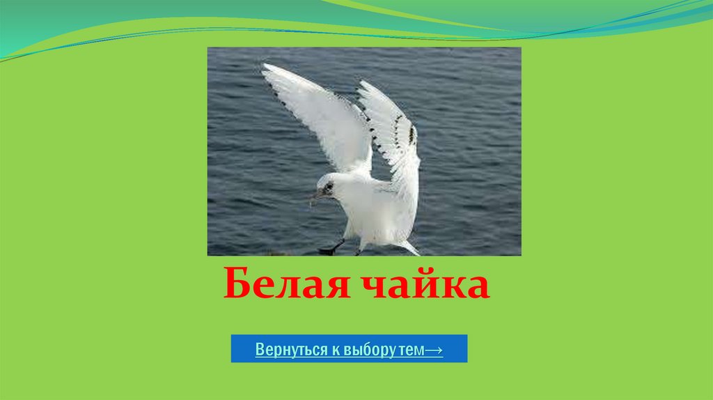 Белая чайка