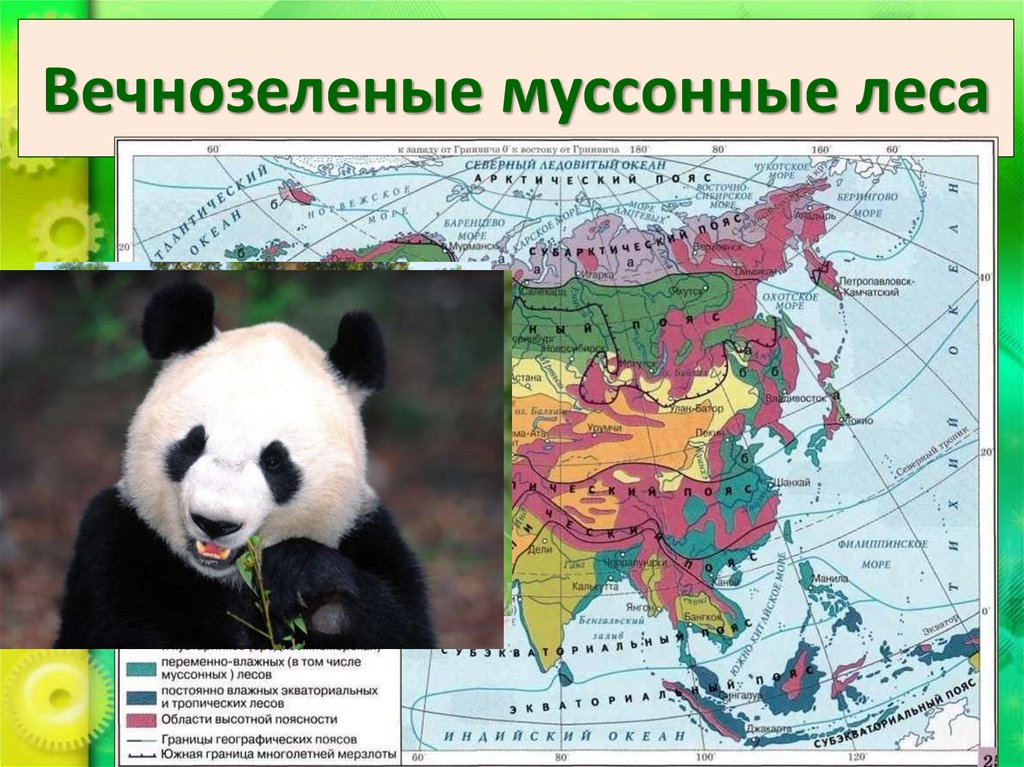 Вечнозеленые муссонные леса