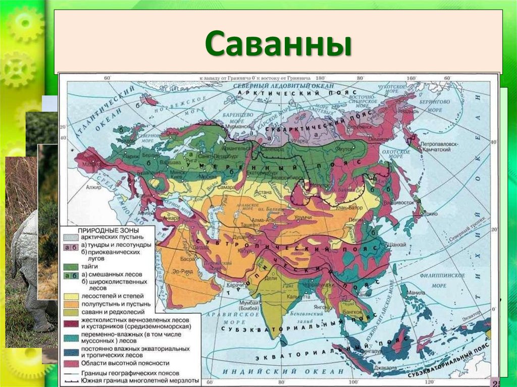 Саванны