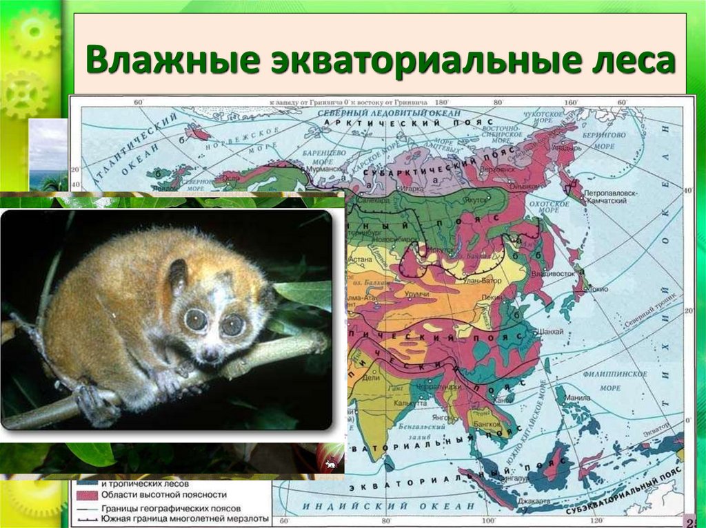Влажные экваториальные леса