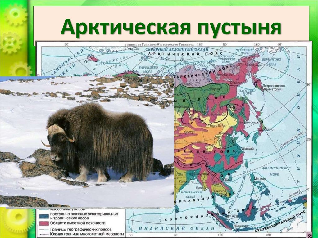 Арктическая пустыня