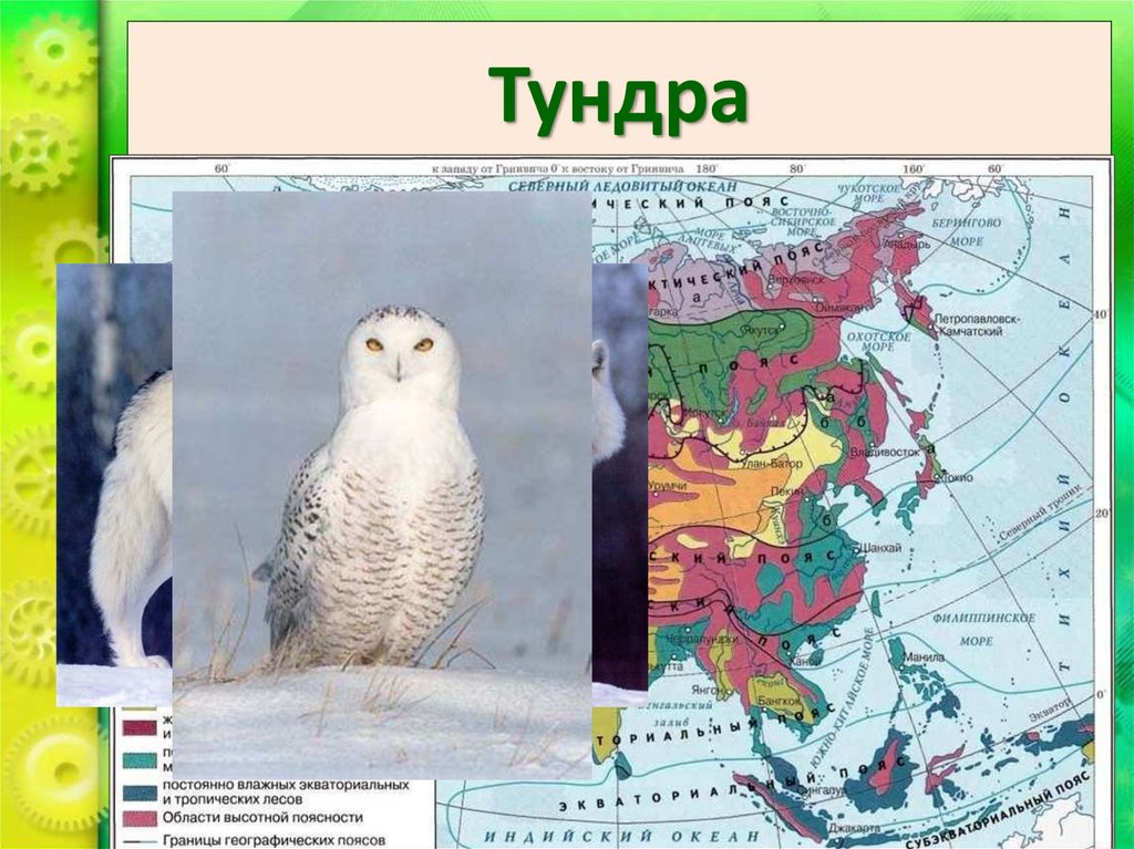 Тундра