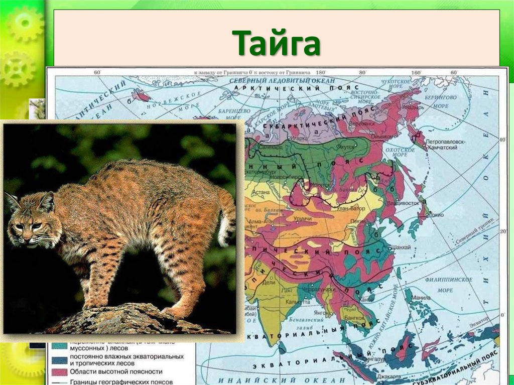 Тайга