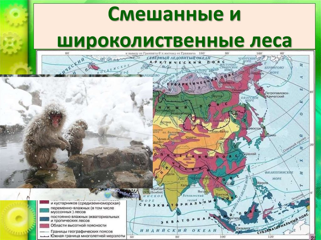 Смешанные и широколиственные леса