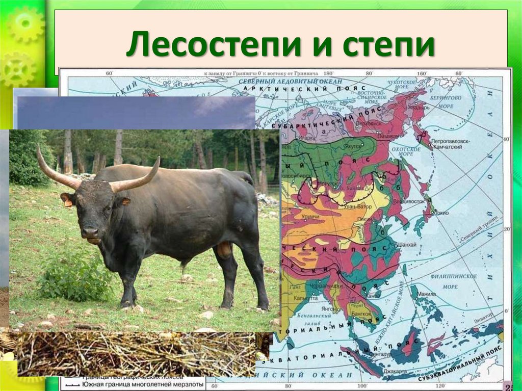 Лесостепи и степи
