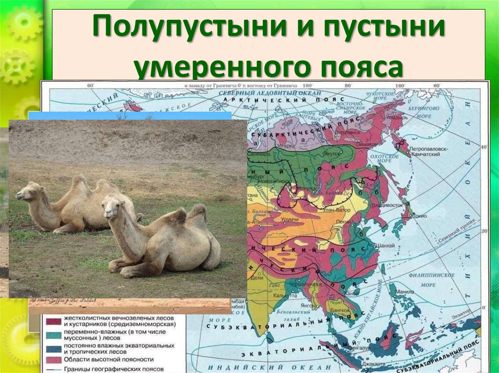 Полупустыни и пустыни умеренного пояса