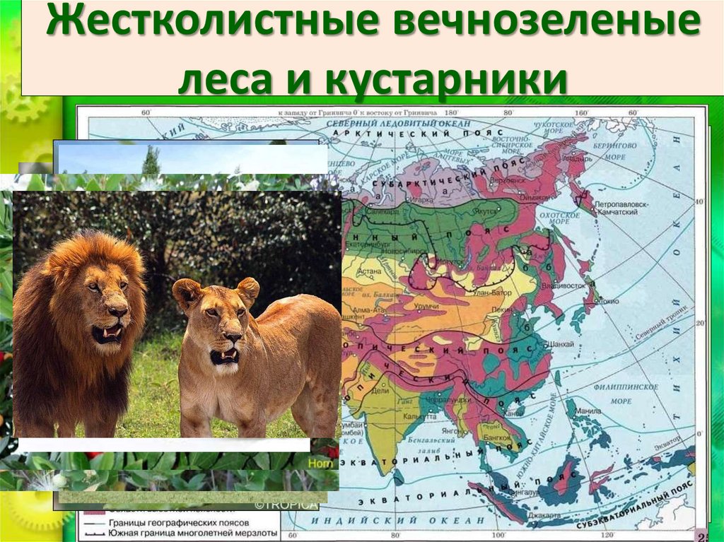 Жестколистные вечнозеленые леса и кустарники
