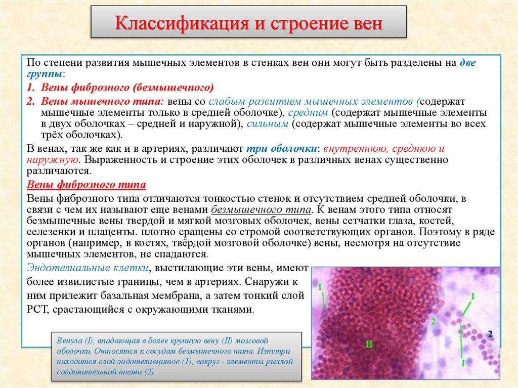 Классификация и строение вен