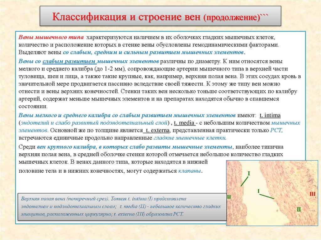 Классификация и строение вен (продолжение)```