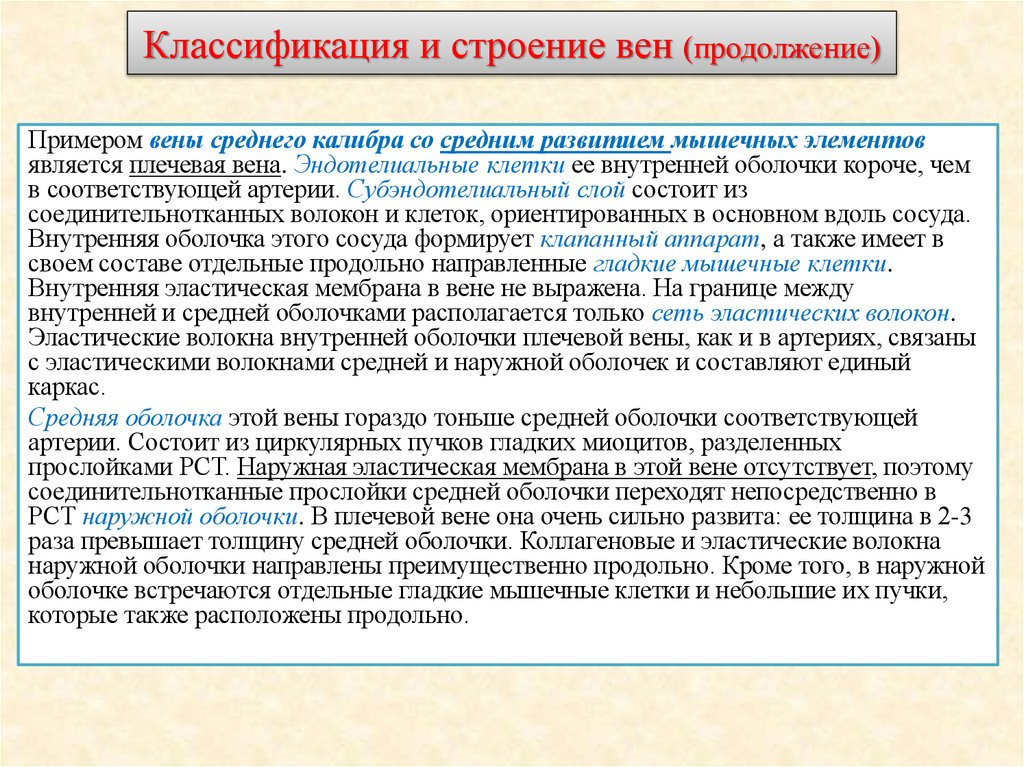 Классификация и строение вен (продолжение)