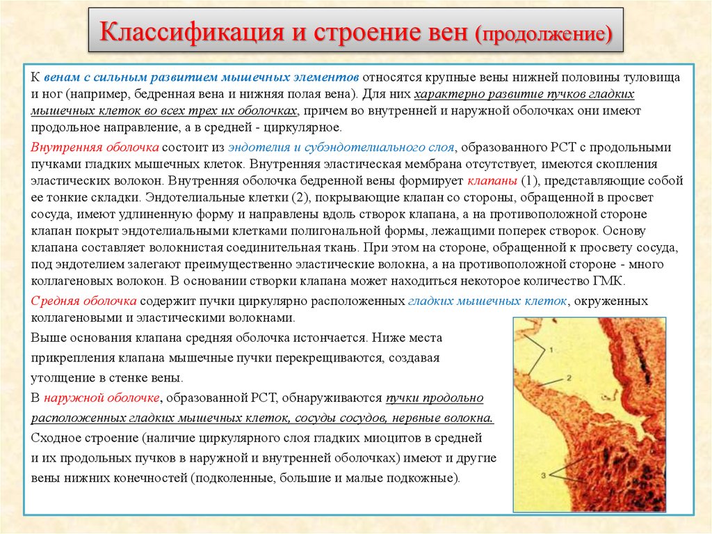 Классификация и строение вен (продолжение)