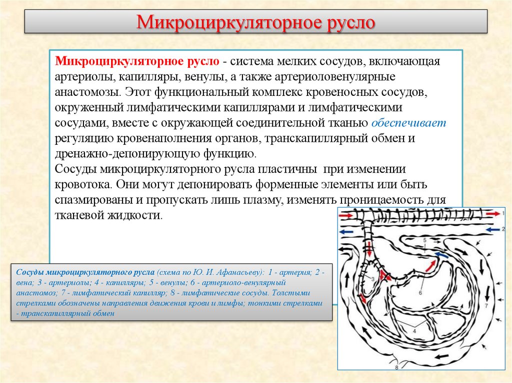 Микроциркуляторное русло
