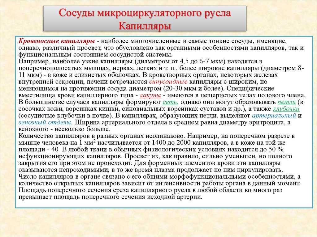 Сосуды микроциркуляторного русла Капилляры