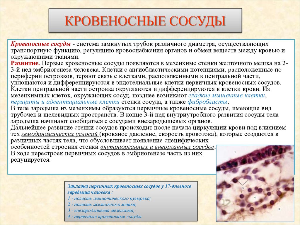 КРОВЕНОСНЫЕ СОСУДЫ