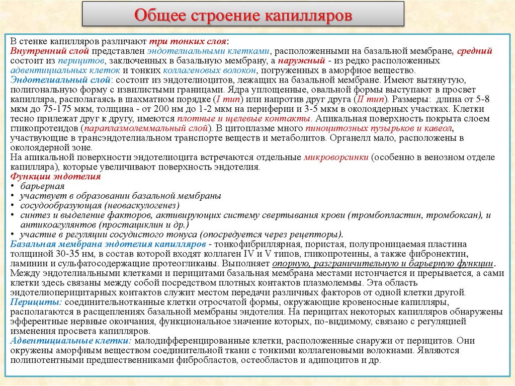 Общее строение капилляров