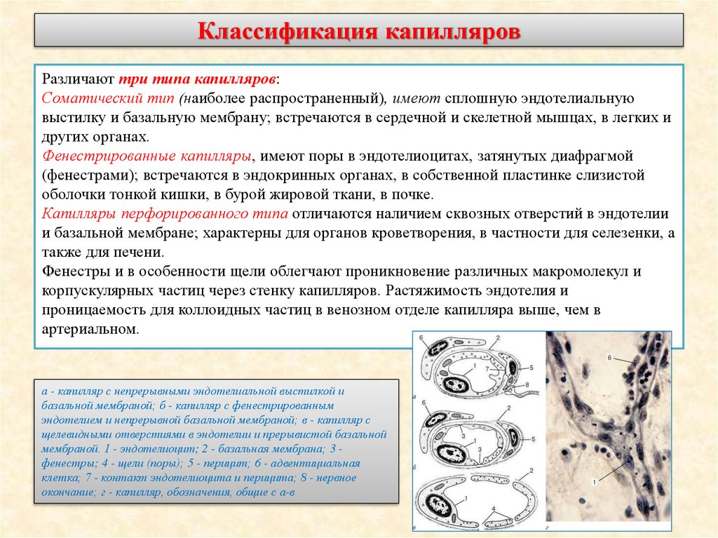 Классификация капилляров