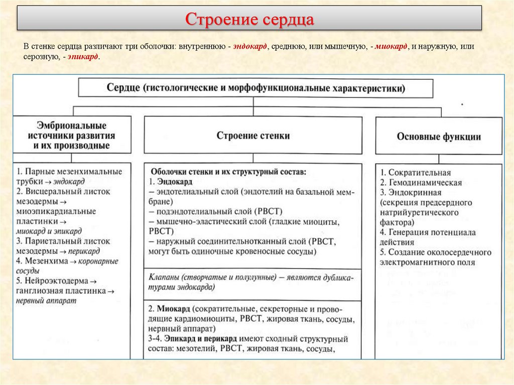 Строение сердца