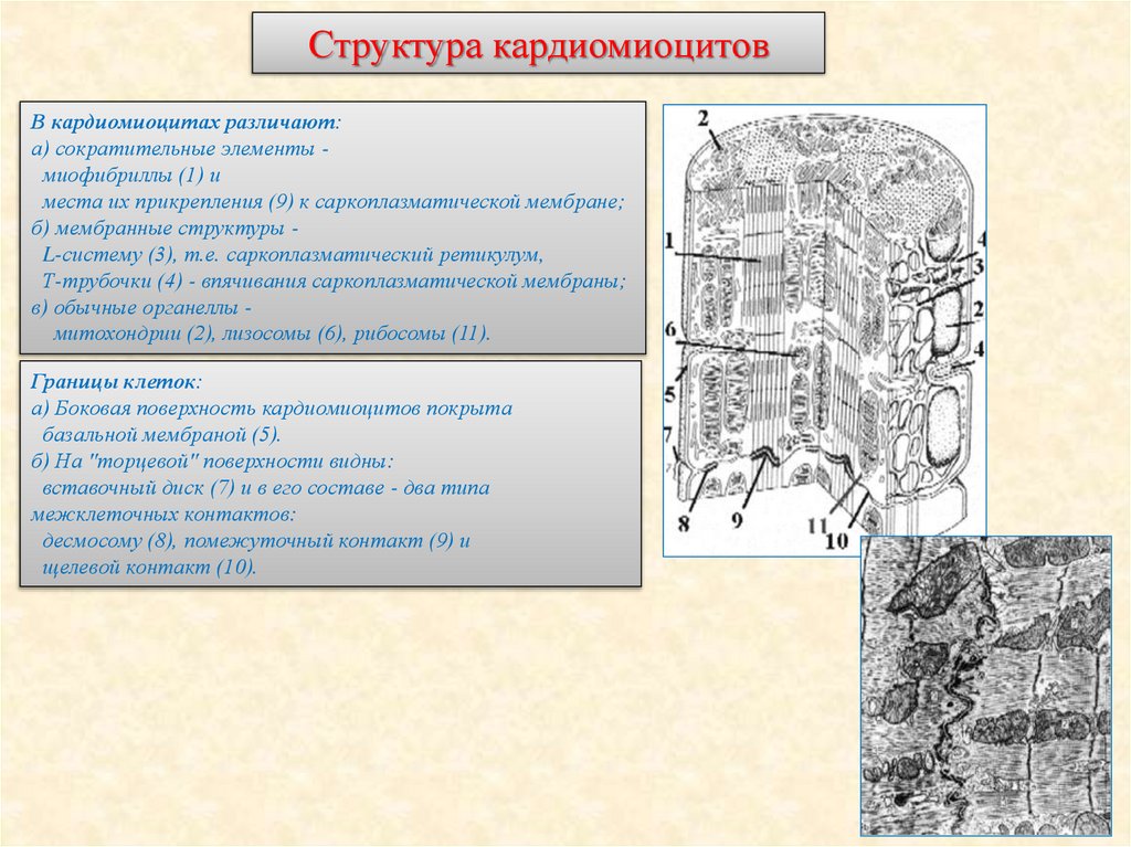 Структура кардиомиоцитов