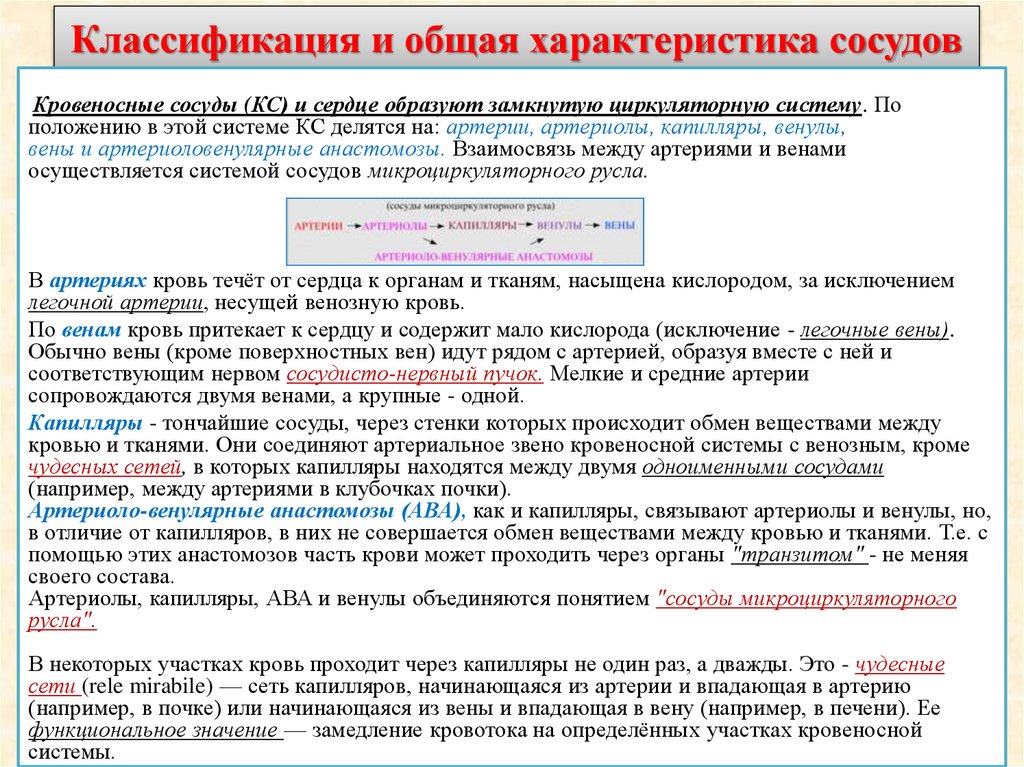 Классификация и общая характеристика сосудов