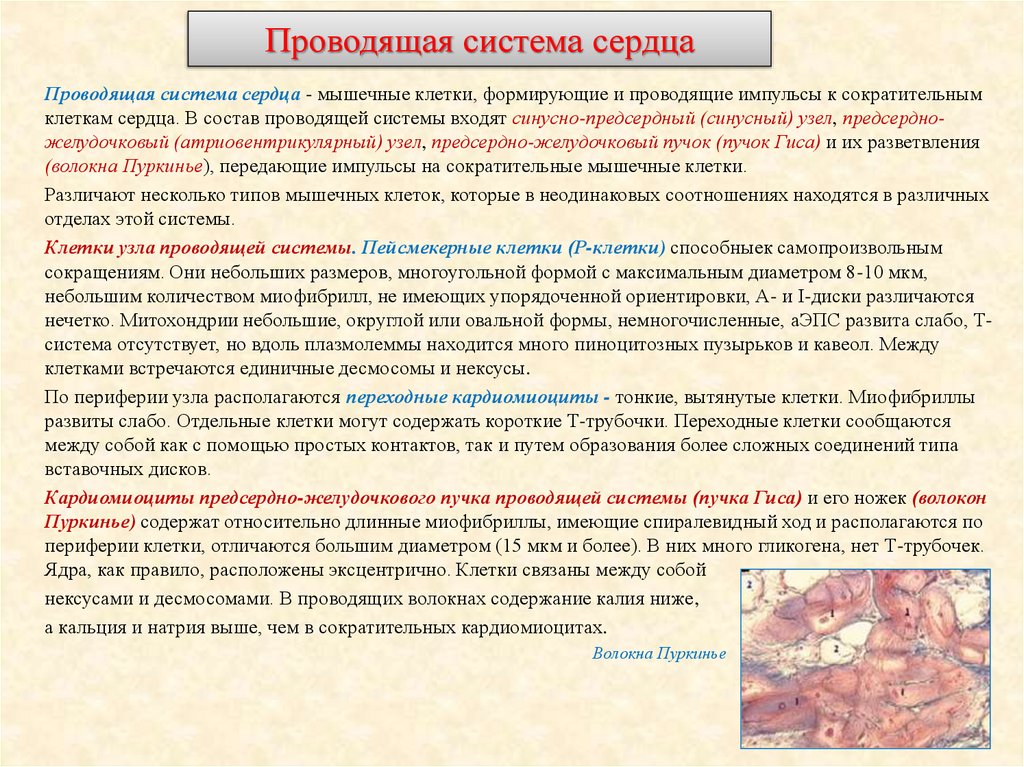 Проводящая система сердца