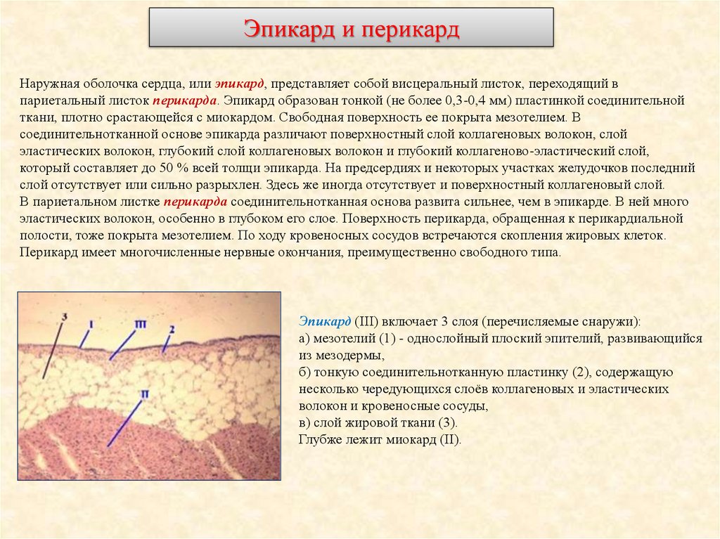 Эпикард и перикард