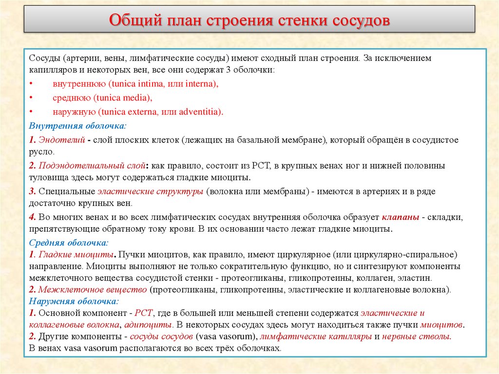 Общий план строения стенки сосудов