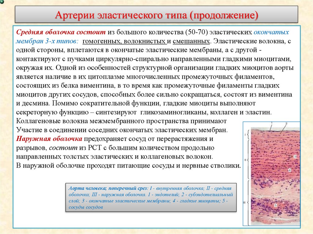 Артерии эластического типа (продолжение)