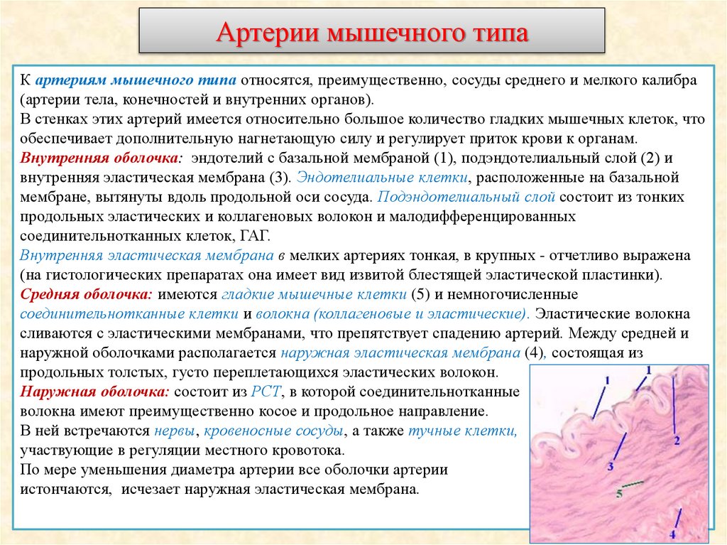 Артерии мышечного типа