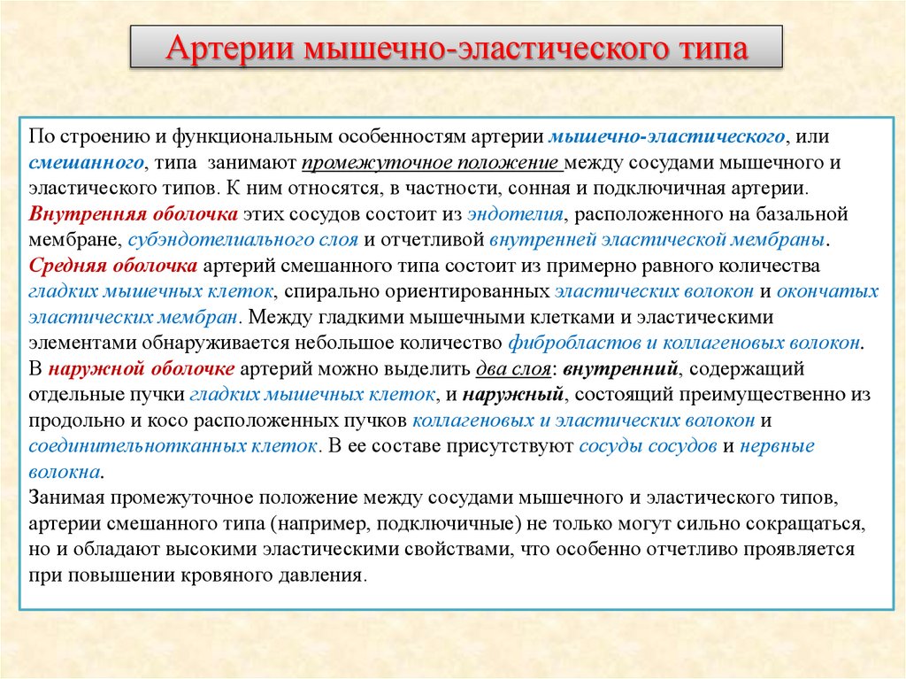 Артерии мышечно-эластического типа