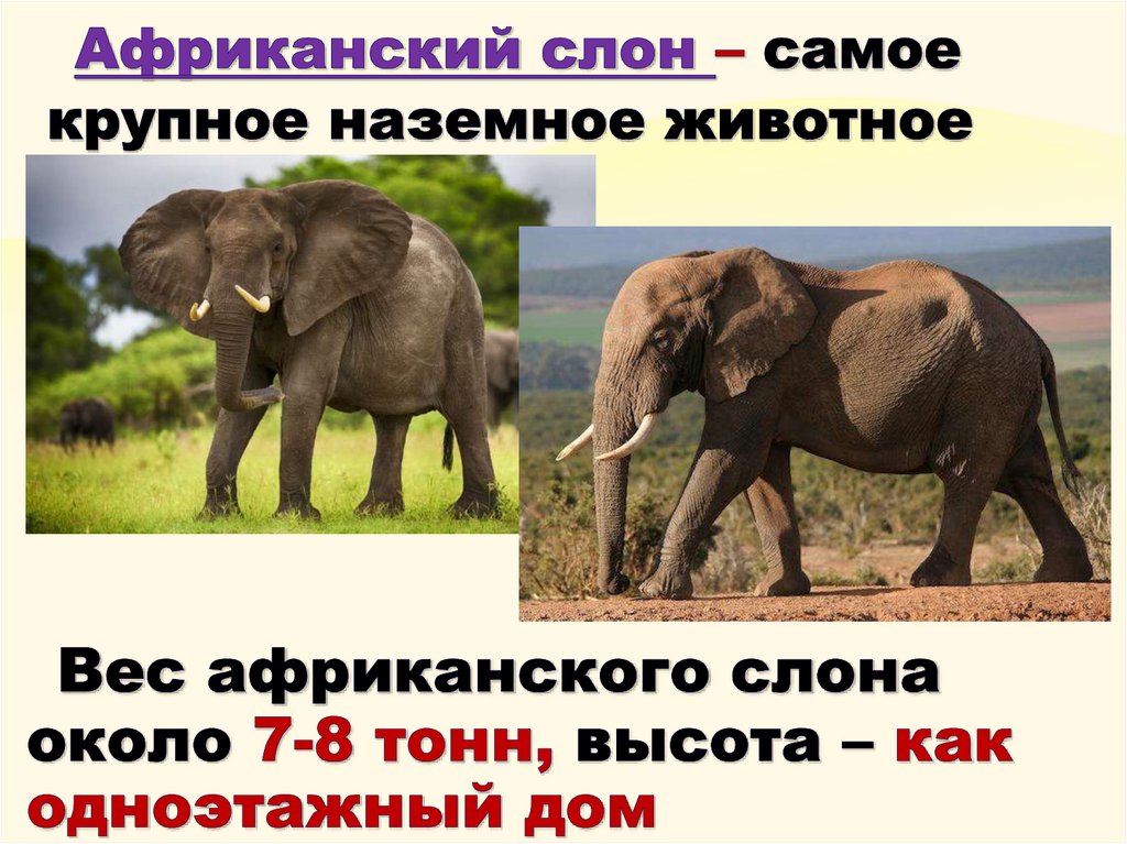 Африканский слон – самое крупное наземное животное