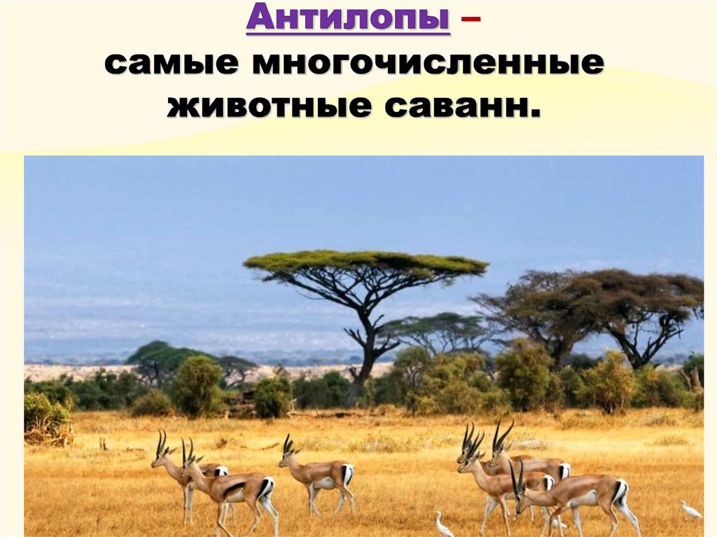 Антилопы – самые многочисленные животные саванн.